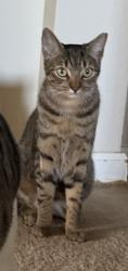 Lost Male Cat last seen sw 298th st  & 10th ave sw, Federal Way, WA 98023
