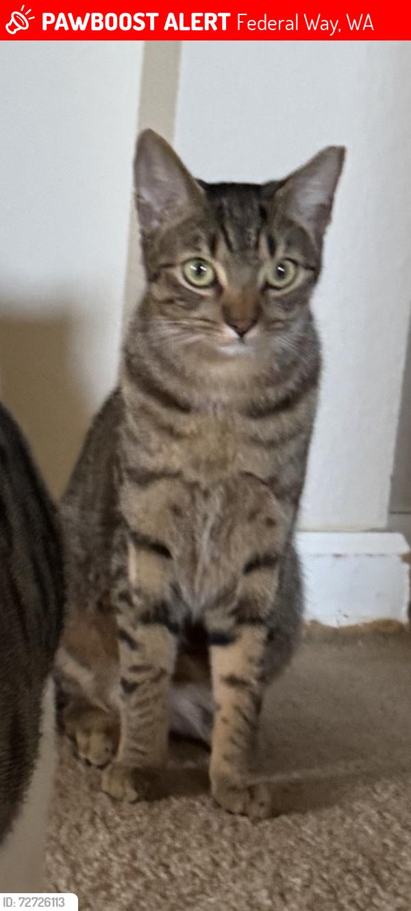 Lost Male Cat last seen sw 298th st  & 10th ave sw, Federal Way, WA 98023