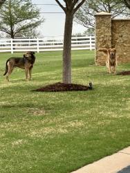 Found/Stray Male Dog last seen Coffee Creek between portland and meridian, Oklahoma County, OK 73012
