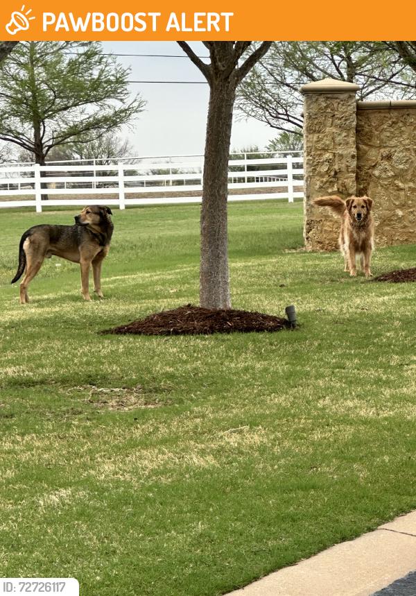 Found/Stray Male Dog last seen Coffee Creek between portland and meridian, Oklahoma County, OK 73012