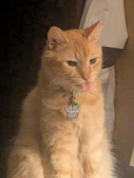 Lost Male Cat last seen Louise St and Trammel-Fresno , Fresno, TX 77545