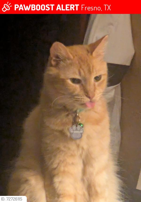 Lost Male Cat last seen Louise St and Trammel-Fresno , Fresno, TX 77545