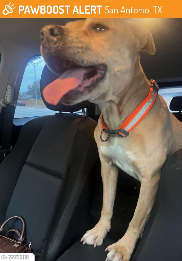 Found/Stray Male Dog last seen Silent sunrise and tezel rd. , San Antonio, TX 78250