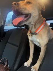 Found/Stray Male Dog last seen Silent sunrise and tezel rd. , San Antonio, TX 78250