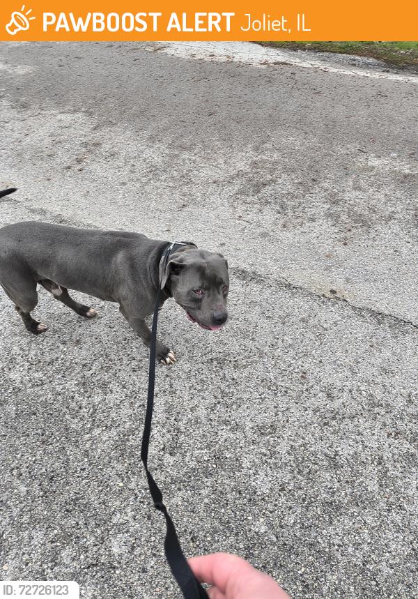 Found/Stray Male Dog last seen Pinewood Ln , Joliet, IL 60433