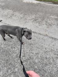 Found/Stray Male Dog last seen Pinewood Ln , Joliet, IL 60433