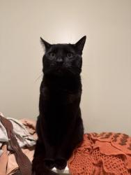 Lost Male Cat last seen Luckys market on Neil Ave and Wheeler dog park, Columbus, OH 43215