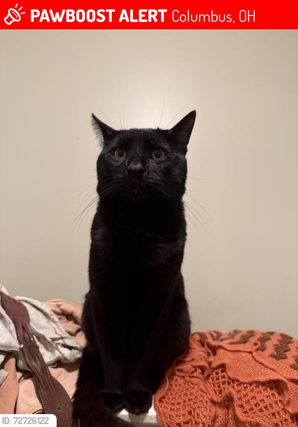 Lost Male Cat last seen Luckys market on Neil Ave and Wheeler dog park, Columbus, OH 43215