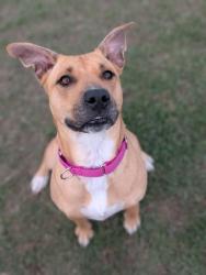 Shelter Stray Female Dog last seen Ellensburg, WA 98926, Yakima, WA 98901