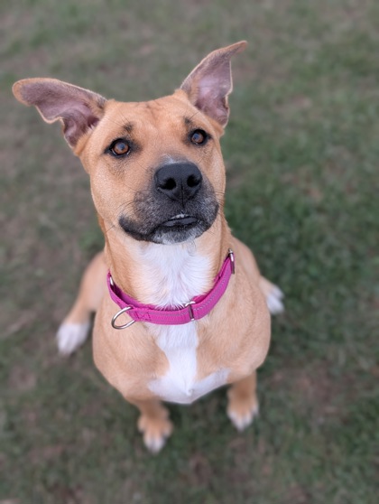 Shelter Stray Female Dog last seen Ellensburg, WA 98926, Yakima, WA 98901