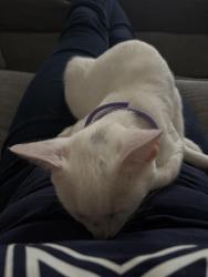 Lost Female Cat last seen Corsicana highway, Hillsboro, TX 76645