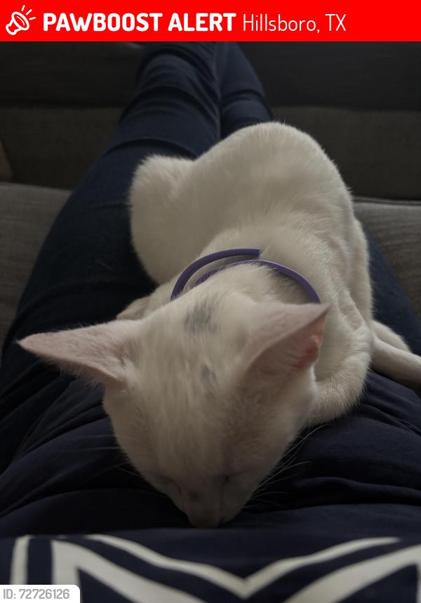 Lost Female Cat last seen Corsicana highway, Hillsboro, TX 76645