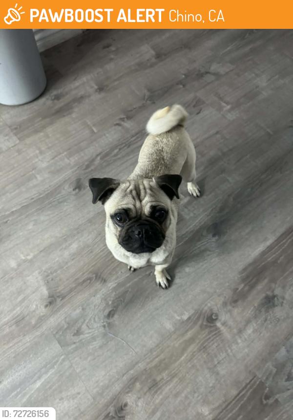 Found/Stray Unknown Dog last seen Riverside & Ramona CHINO CA, Chino, CA 91710