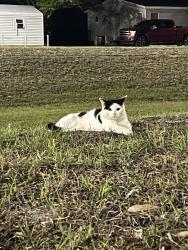 Found/Stray Male Cat last seen Clyde Morris and Taylor, Port Orange, FL 32127