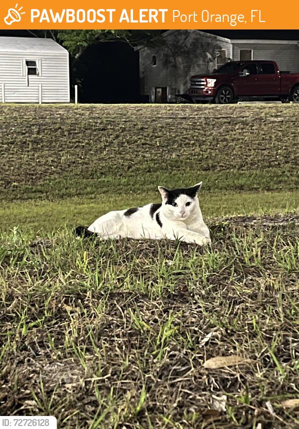 Found/Stray Male Cat last seen Clyde Morris and Taylor, Port Orange, FL 32127