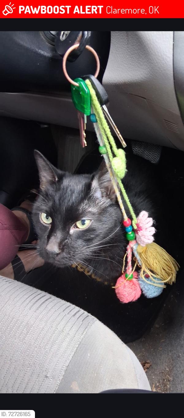 Lost Male Cat last seen Near Walnut St, Claremore, OK 74017, Claremore, OK 74017