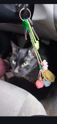 Lost Male Cat last seen Near Walnut St, Claremore, OK 74017, Claremore, OK 74017