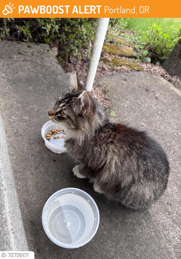 Found/Stray Unknown Cat last seen 82nd/Flavel, Portland, OR 97206