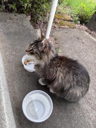 Found/Stray Unknown Cat last seen 82nd/Flavel, Portland, OR 97206