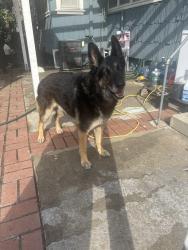 Found/Stray Male Dog last seen East Columbia , Pomona, CA 91767