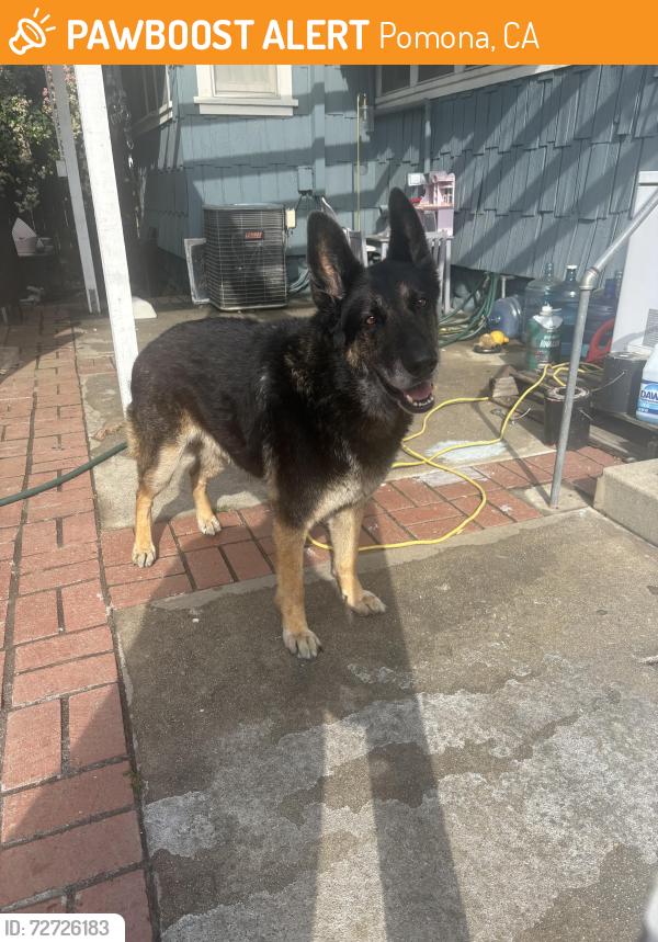 Found/Stray Male Dog last seen East Columbia , Pomona, CA 91767