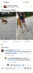 Found/Stray Female Dog last seen Near , Montgomery County, TX 77302