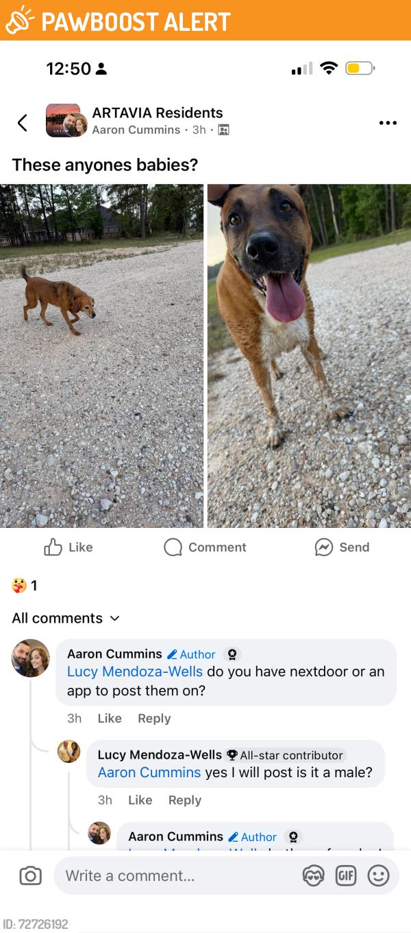 Found/Stray Female Dog last seen Near , Montgomery County, TX 77302