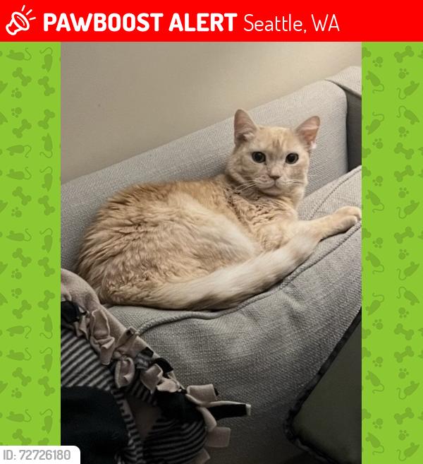 Lost Female Cat last seen Near 38th Ave NE, Seattle, WA 98125