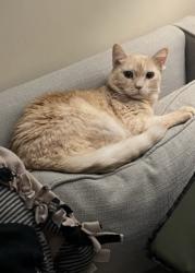 Lost Female Cat last seen Near 38th Ave NE, Seattle, WA 98125