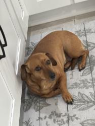 Lost Female Dog last seen Near harvest moon dr, Seffner, FL 33584