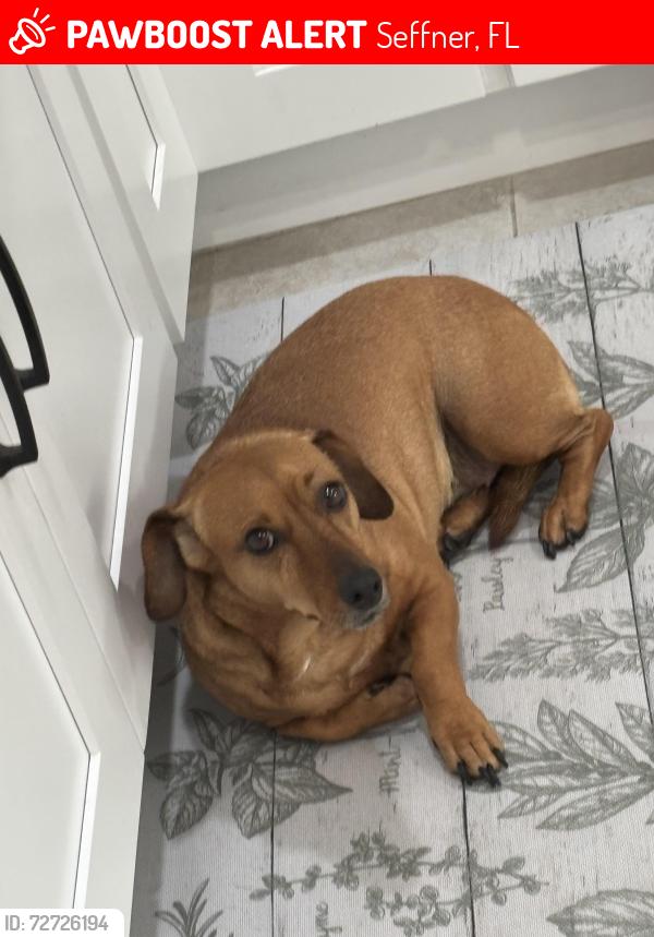 Lost Female Dog last seen Near harvest moon dr, Seffner, FL 33584