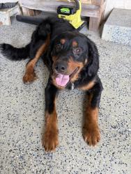 Found/Stray Male Dog last seen MILNES and Langworth rd , Stanislaus County, CA 95357