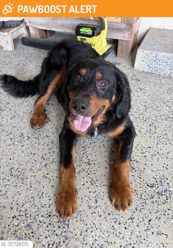 Found/Stray Male Dog last seen MILNES and Langworth rd , Stanislaus County, CA 95357