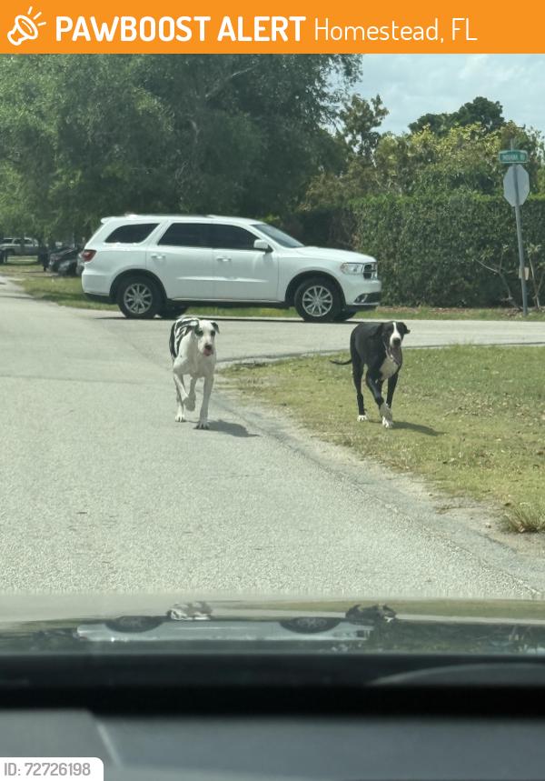 Found/Stray Unknown Dog last seen Across a park by mobile gas stations , Homestead, FL 33030