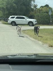 Found/Stray Unknown Dog last seen Across a park by mobile gas stations , Homestead, FL 33030