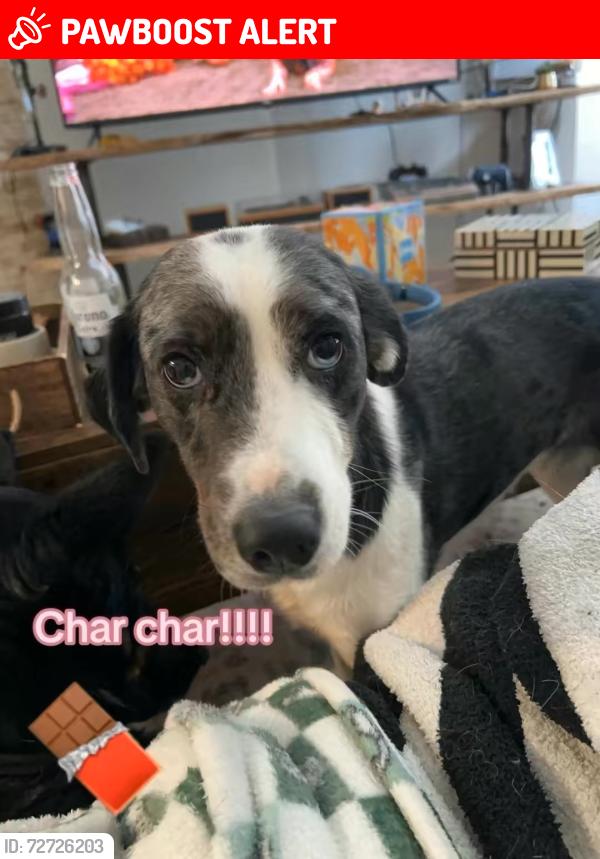 Lost Female Dog last seen Providence Village, Providence Village, TX 76227