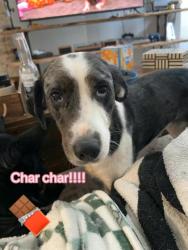 Lost Female Dog last seen Providence Village, Providence Village, TX 76227