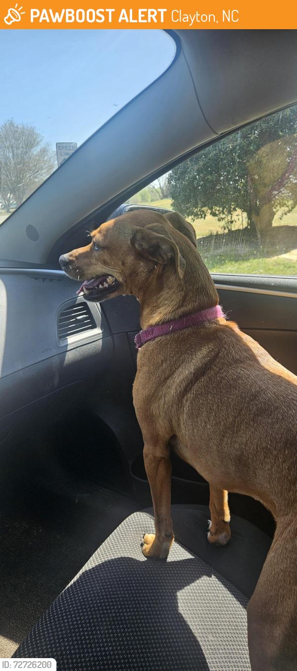 Found/Stray Unknown Dog last seen Cleveland High School, Clayton, NC 27520