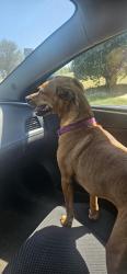 Found/Stray Unknown Dog last seen Cleveland High School, Clayton, NC 27520