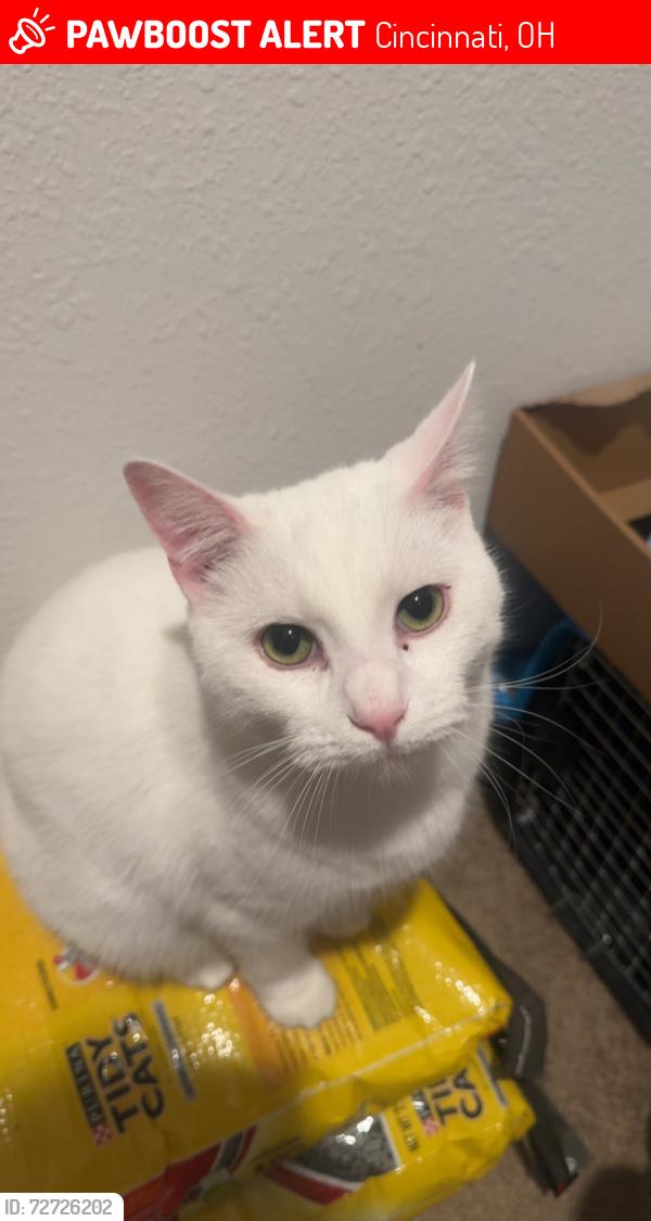 Lost Male Cat last seen Mount Carmel Tabacco , Cincinnati, OH 45255