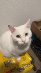 Lost Male Cat last seen Mount Carmel Tabacco , Cincinnati, OH 45255