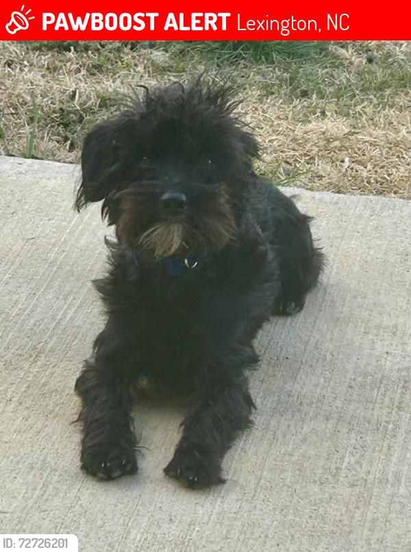 Lost Male Dog last seen Shoaf St & W 5th Ave, Lexington, NC 27292