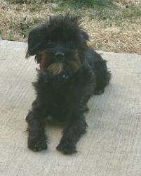 Lost Male Dog last seen Shoaf St & W 5th Ave, Lexington, NC 27292