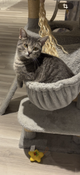 Lost Male Cat last seen Lesage , Laval, QC H7E