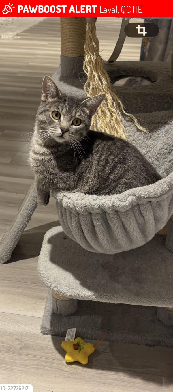 Lost Male Cat last seen Lesage , Laval, QC H7E