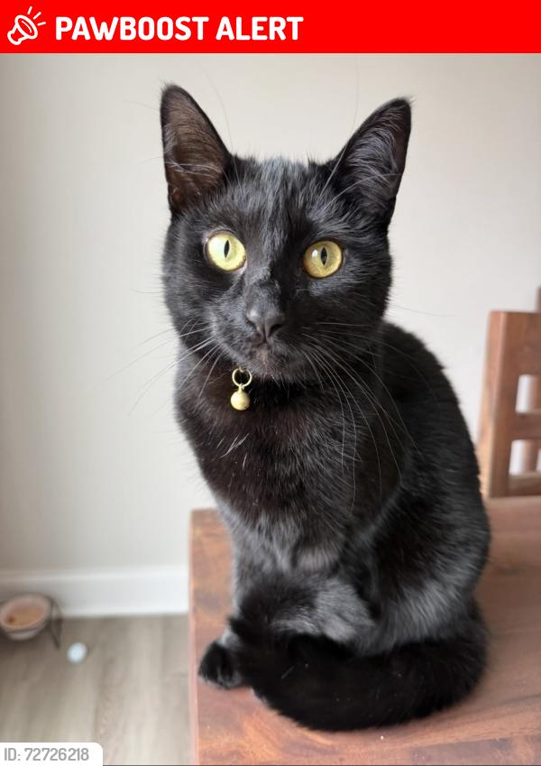 Lost Female Cat last seen Baton Rouge Ave NW, Brunswick County, NC 28420