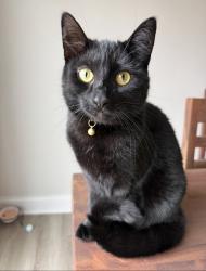 Lost Female Cat last seen Baton Rouge Ave NW, Brunswick County, NC 28420