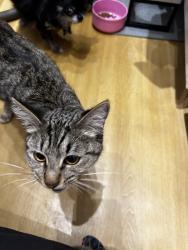 Found/Stray Female Cat last seen Milwaukee and Apple Dr , Prospect Hts IL 60070, Prospect Heights, IL 60070