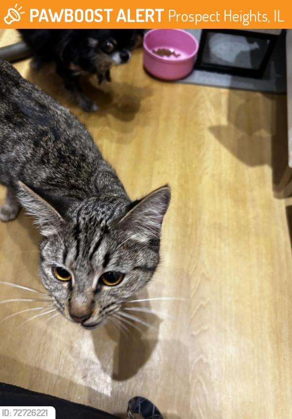 Found/Stray Female Cat last seen Milwaukee and Apple Dr , Prospect Hts IL 60070, Prospect Heights, IL 60070