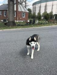 Found/Stray Female Dog last seen Feinmore rd and kensington blvd, Wheaton-Glenmont, MD 20902